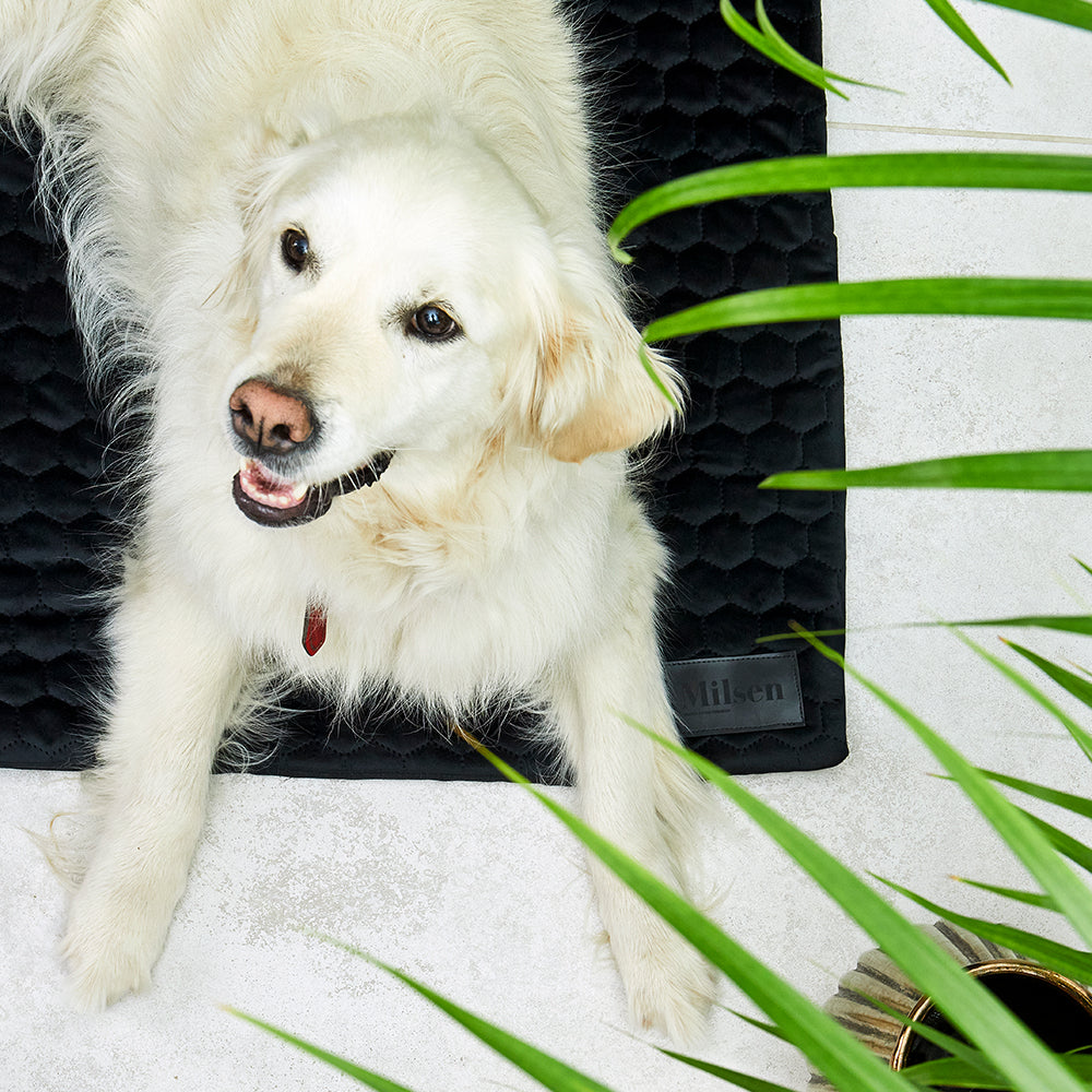 Milsen "Black Iris" Travel Dog Bed