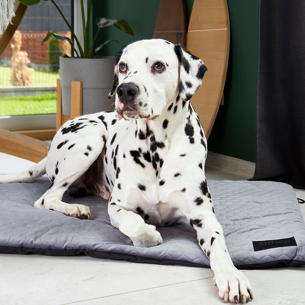 Milsen "Sage" Travel Dog Bed